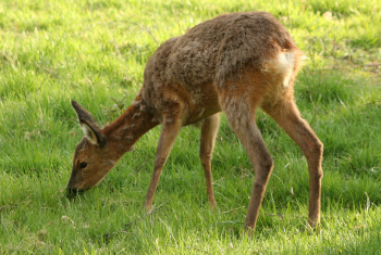 Roe deer